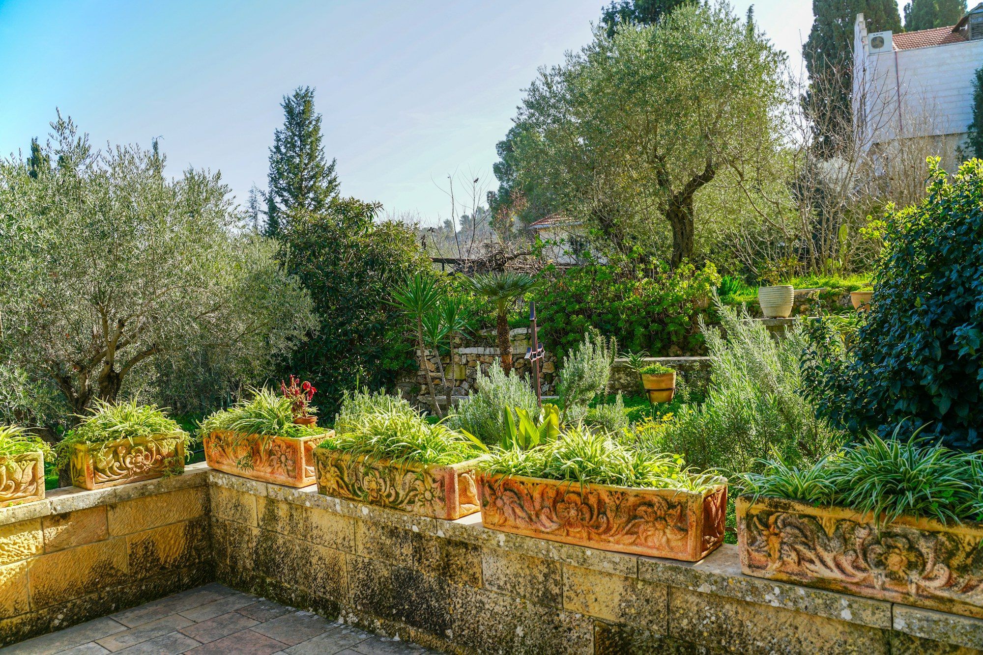 Jardin méditerranéen avec oliviers, jardinières en terre cuite et muret en pierre