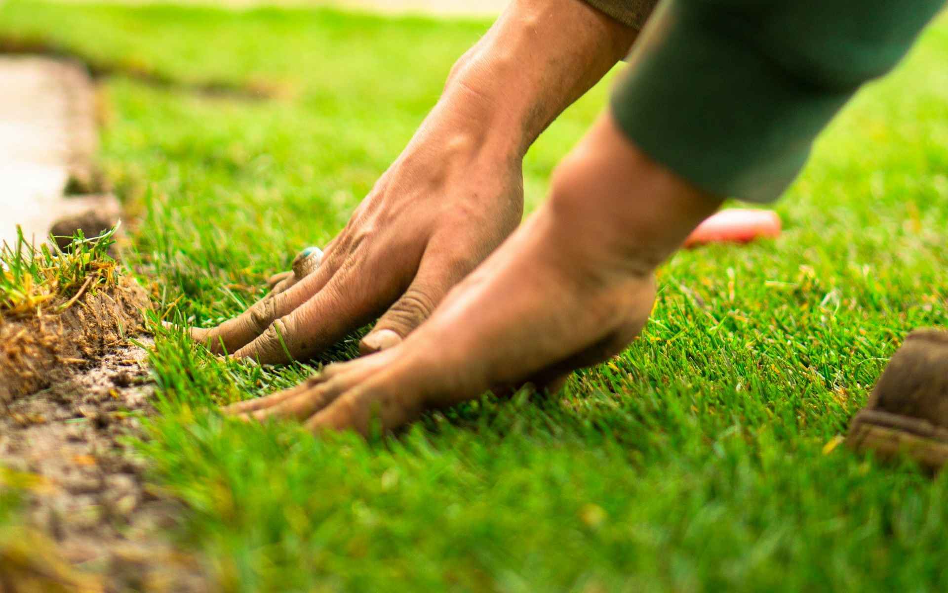 Pose de gazon en plaques sur un sol préparé
